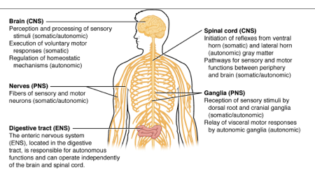 nervous system functions and structures